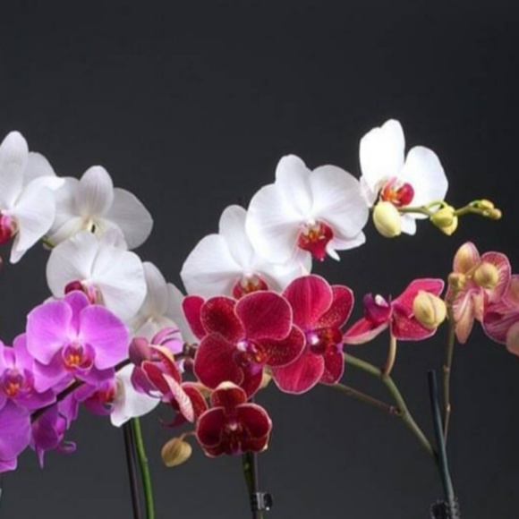 amanda_g_n